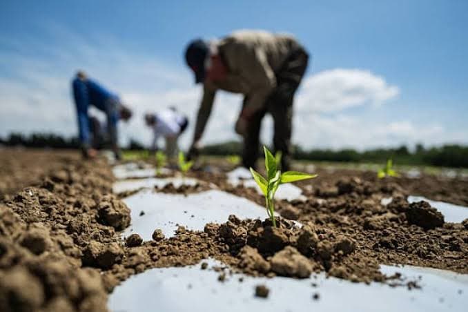 Aqrar sektorda yeni dövr: Kənd təsərrüfatı torpaqlarının birləşdirilməsi üçün qaydalar hazırlanır